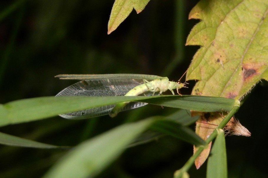 Neuroptera - сетчатокрылые; личинки