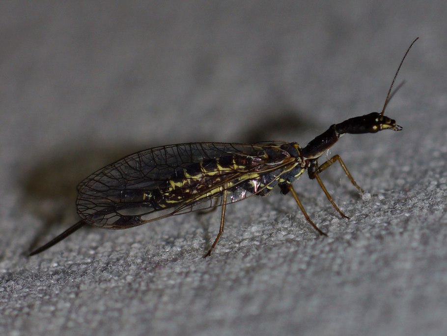 Верблюдка толстоусая