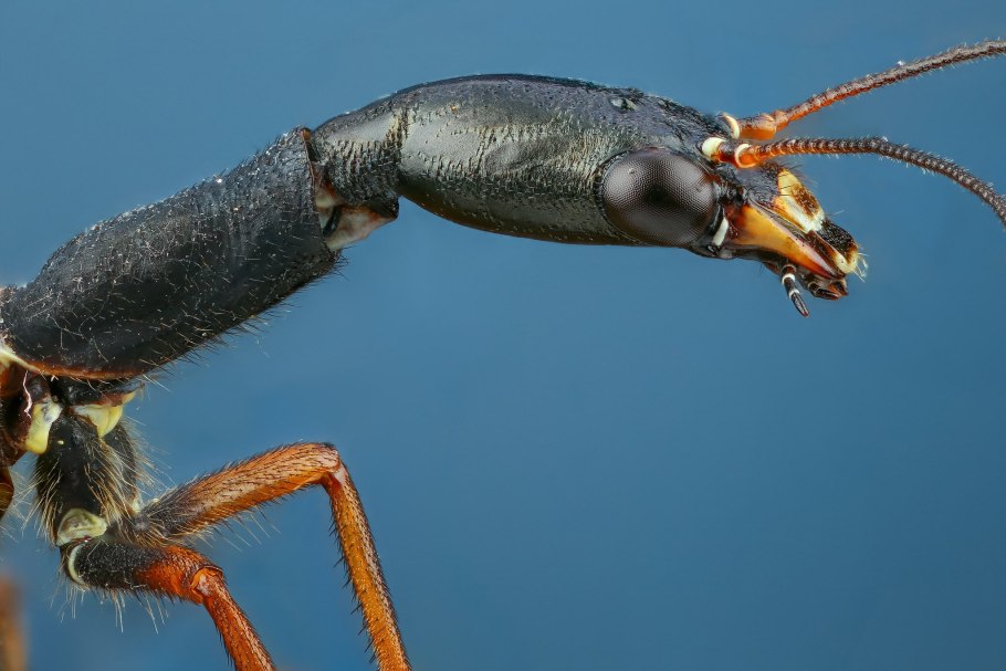 Муора араага 4 букуба