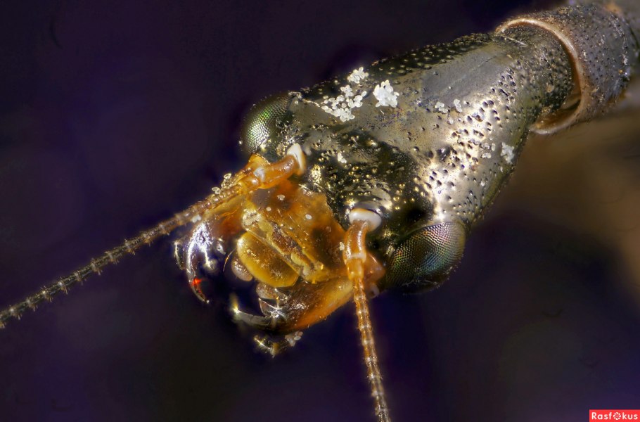 Верблюдки ротовой аппарат