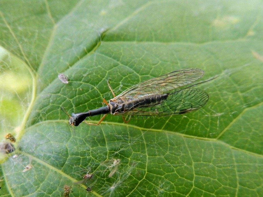 Neuroptera сетчатокрылые