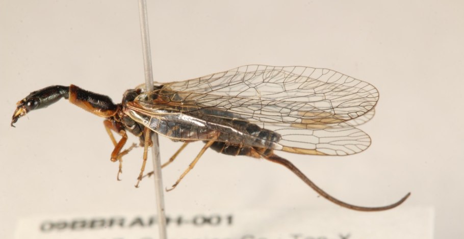 Гора Верблюдка фото