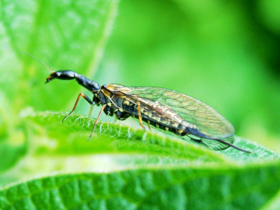 Верблюдки Raphidiidae