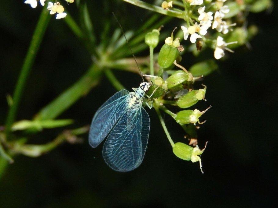 Гора Верблюдка Минеральные воды