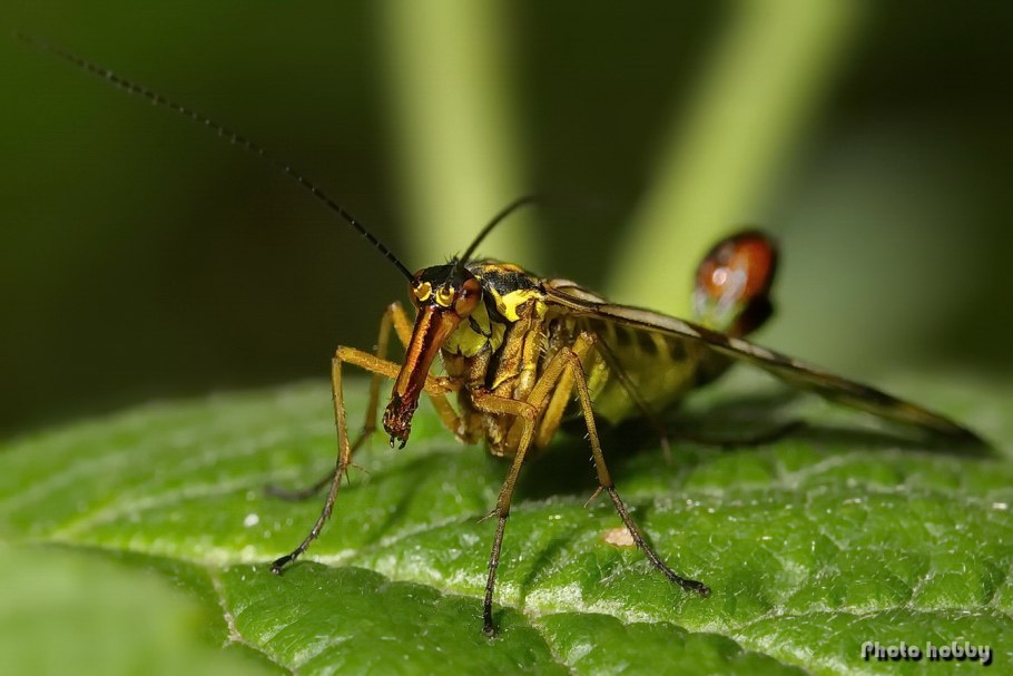 Raphidia xanthostigma