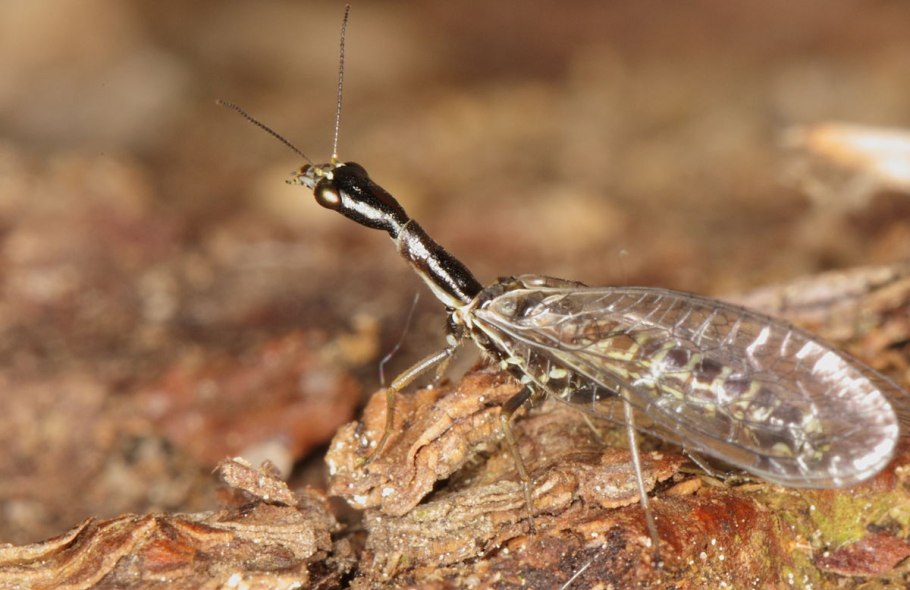 Безглазка толстоусая