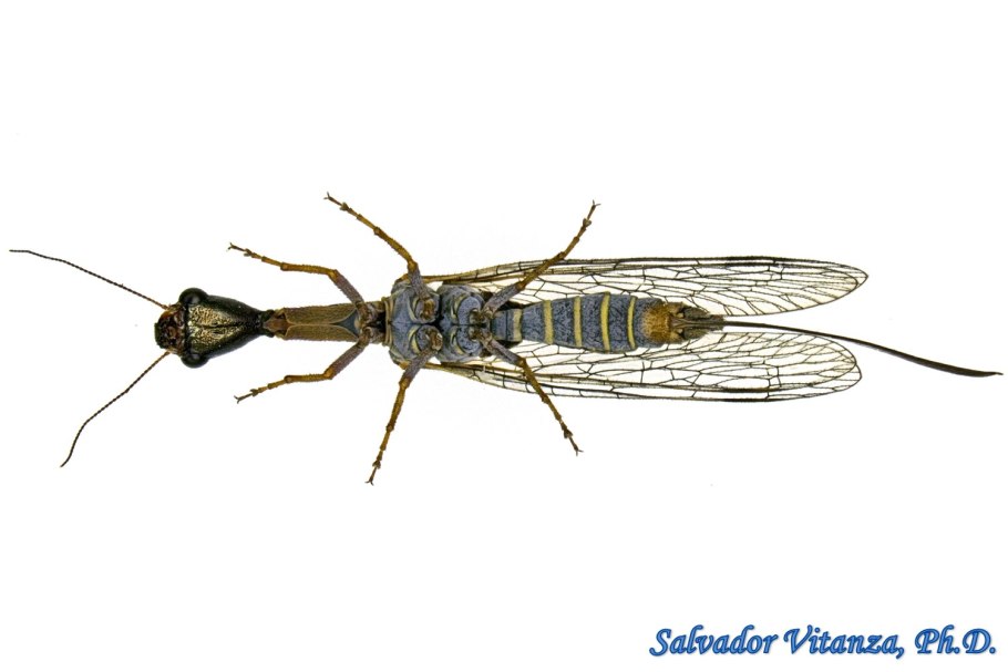 Верблюдка тонкоусая