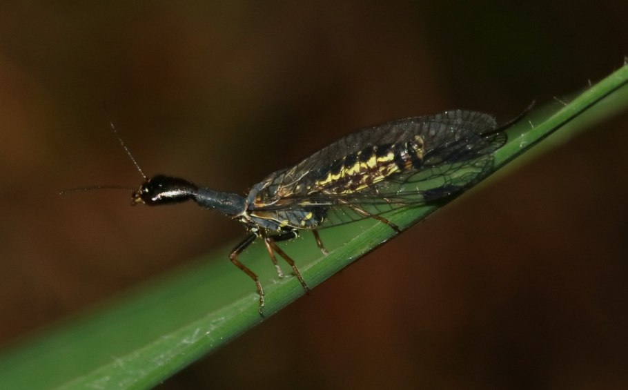 Верблюдка Безглазая толстоусая