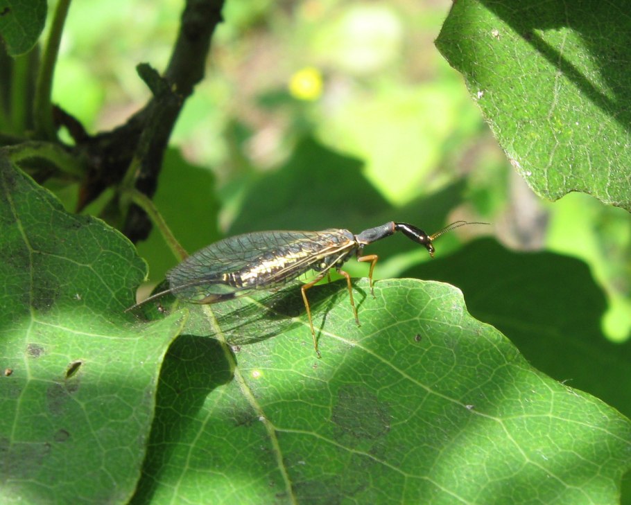 Верблюдка тонкоусая