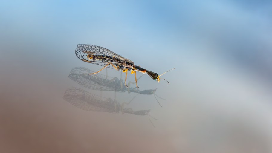 Верблюдка блестящая