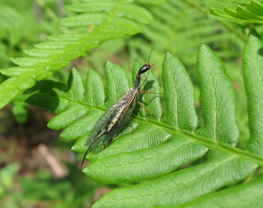 Верблюдка насекомое