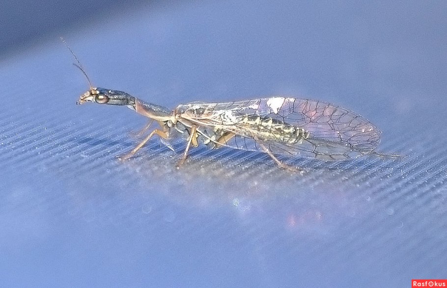 Верблюдка насекомое фото