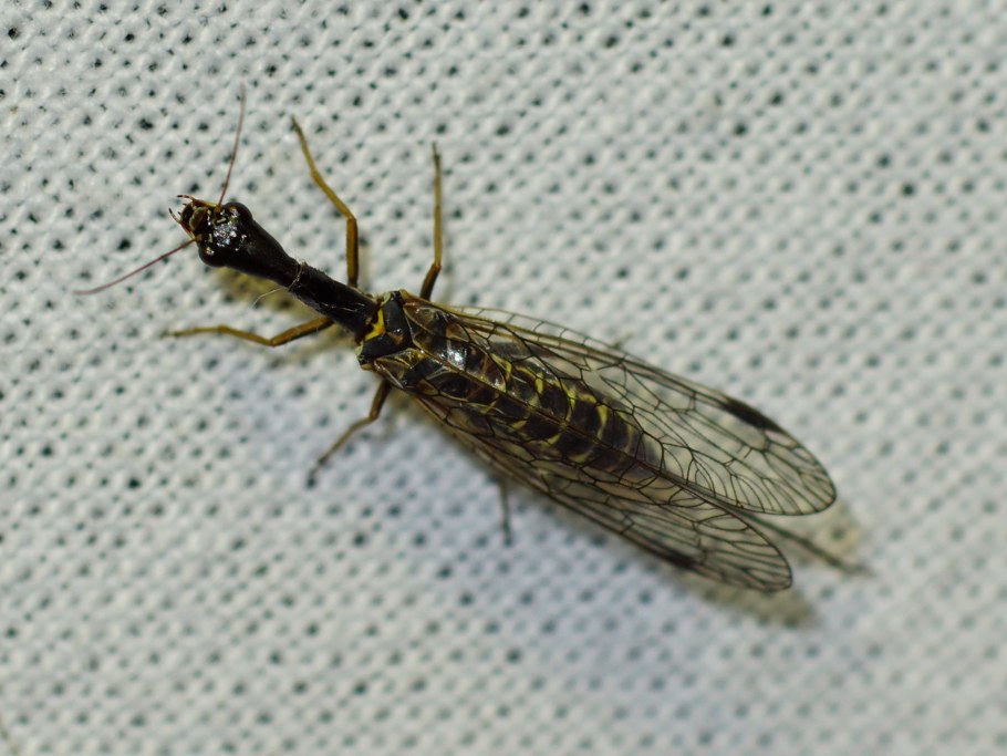 Безглазка толстоусая