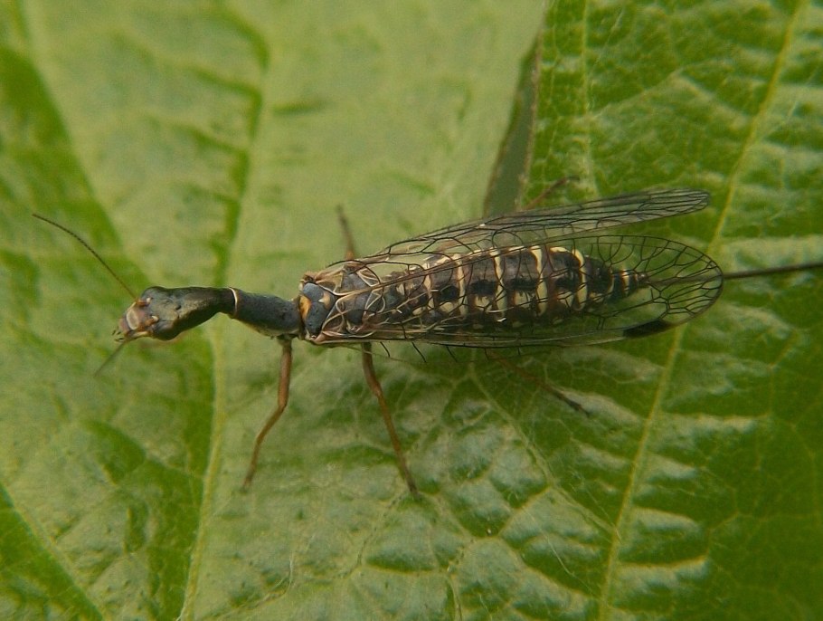 Тонкоусая Верблюдка Raphidia ophiopsis