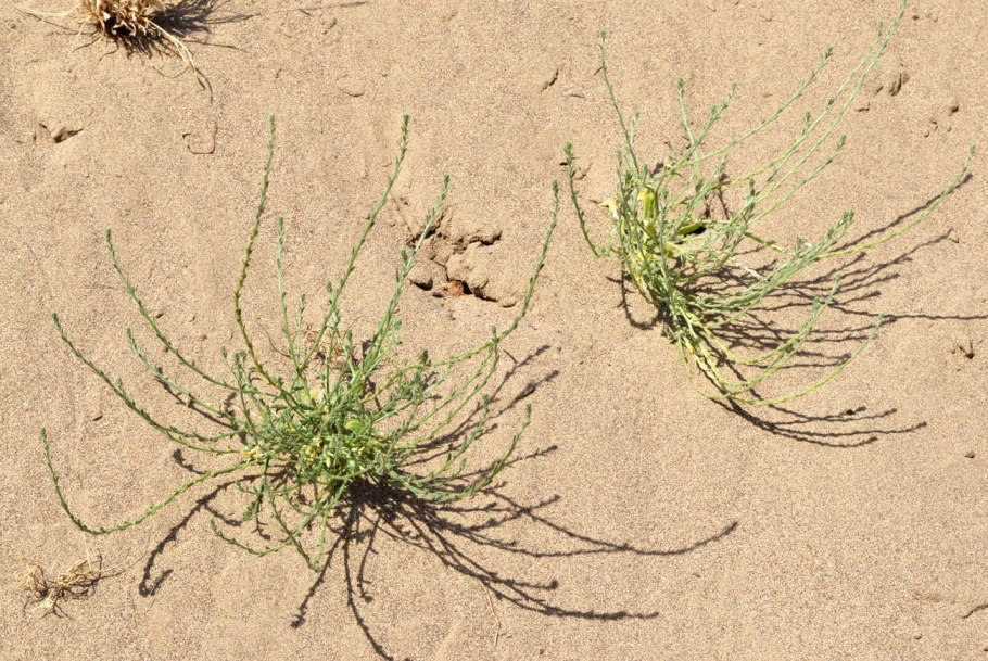 Inocellia crassicornis