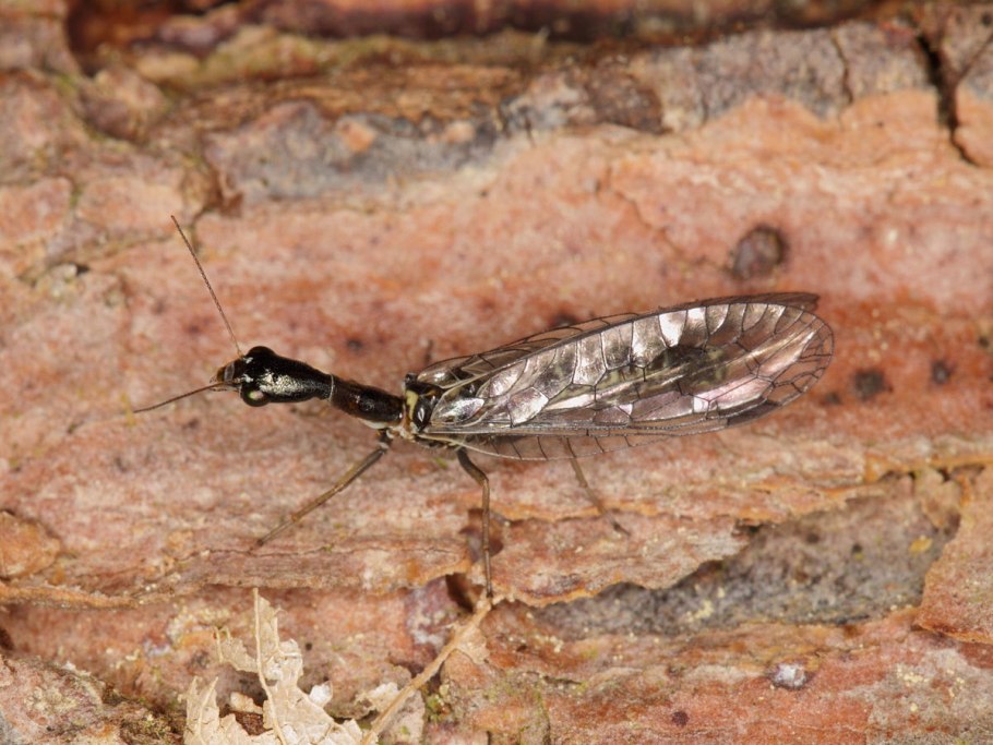 Муха Скорпионница личинка