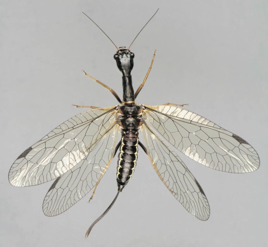 Верблюдка насекомое