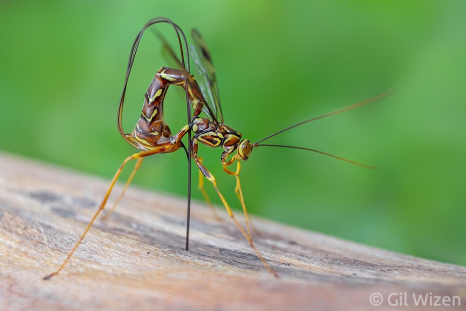 Верблюдка блестящая