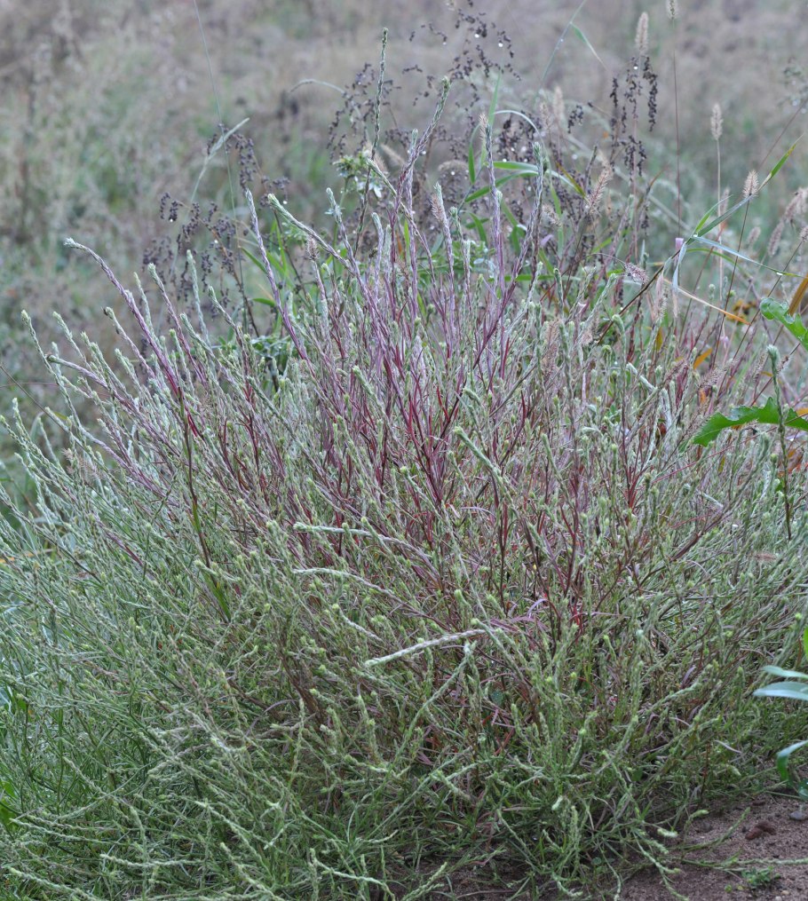 Верблюдки насекомое анатомия