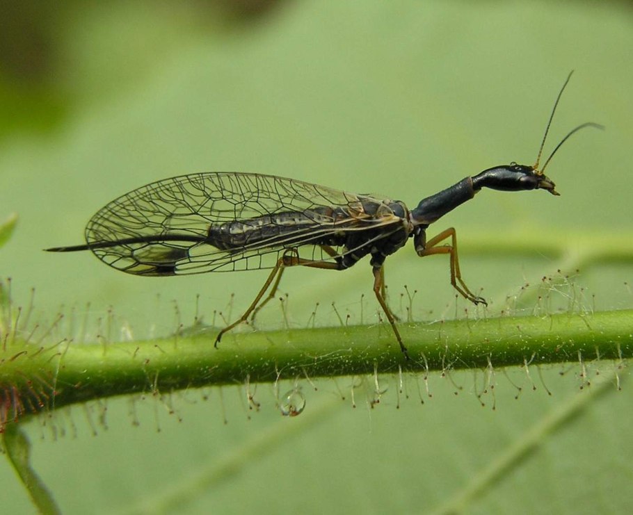 Верблюдка тонкоусая