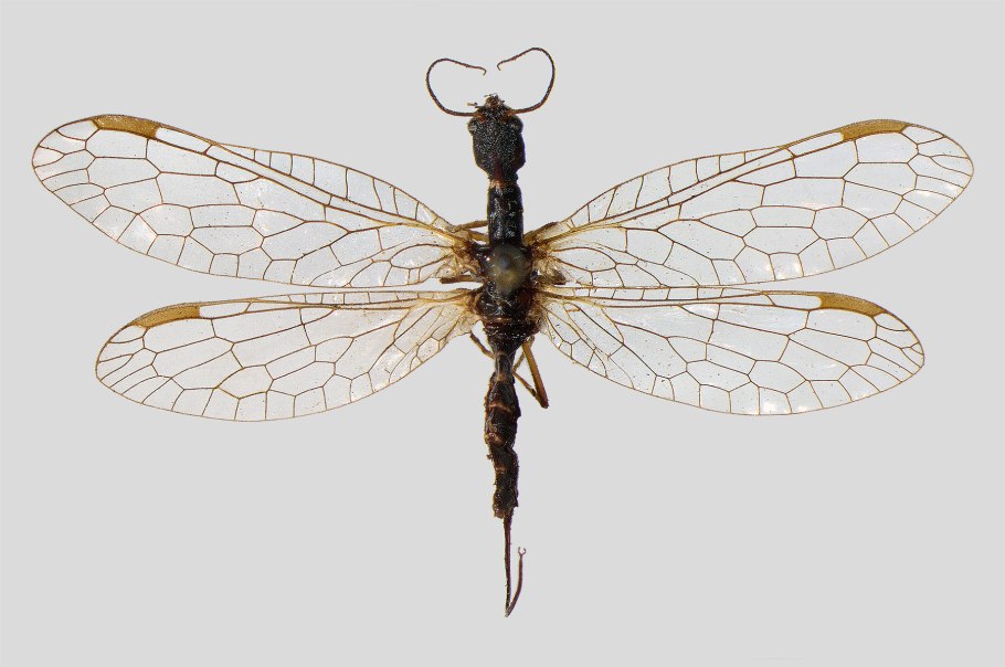 Верблюдки насекомые в хорошем качестве