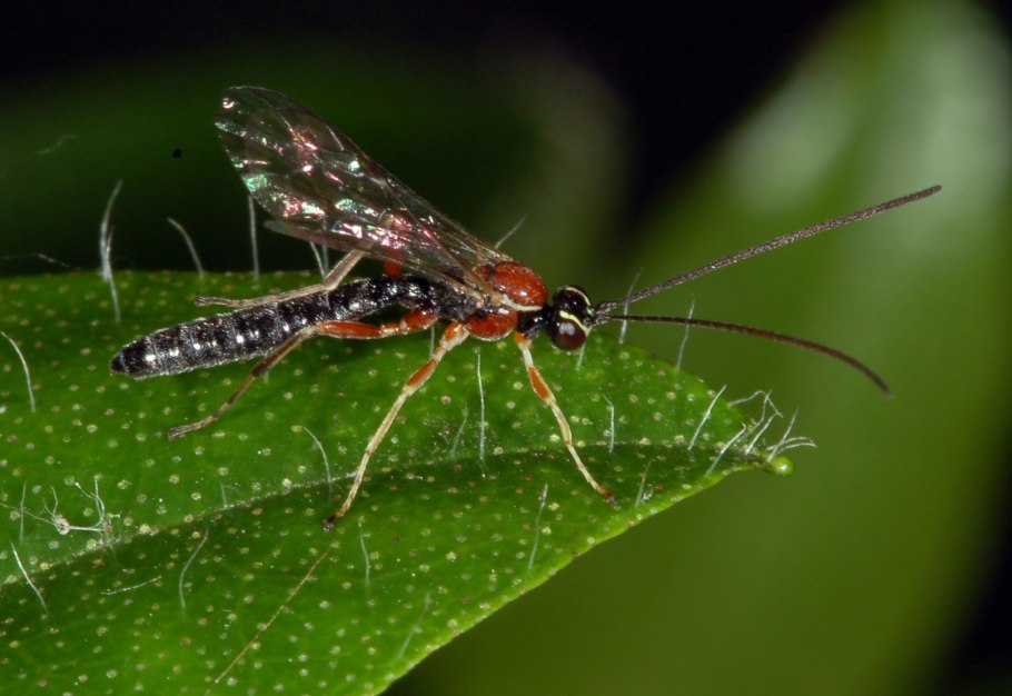 Верблюдка Маревые