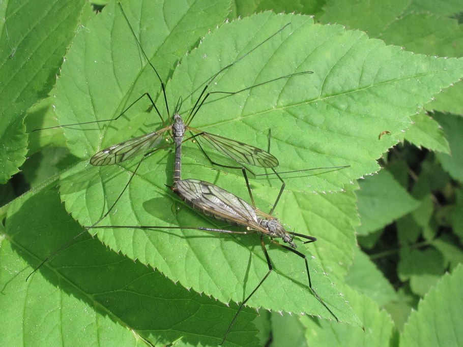Верблюдка промежуточная