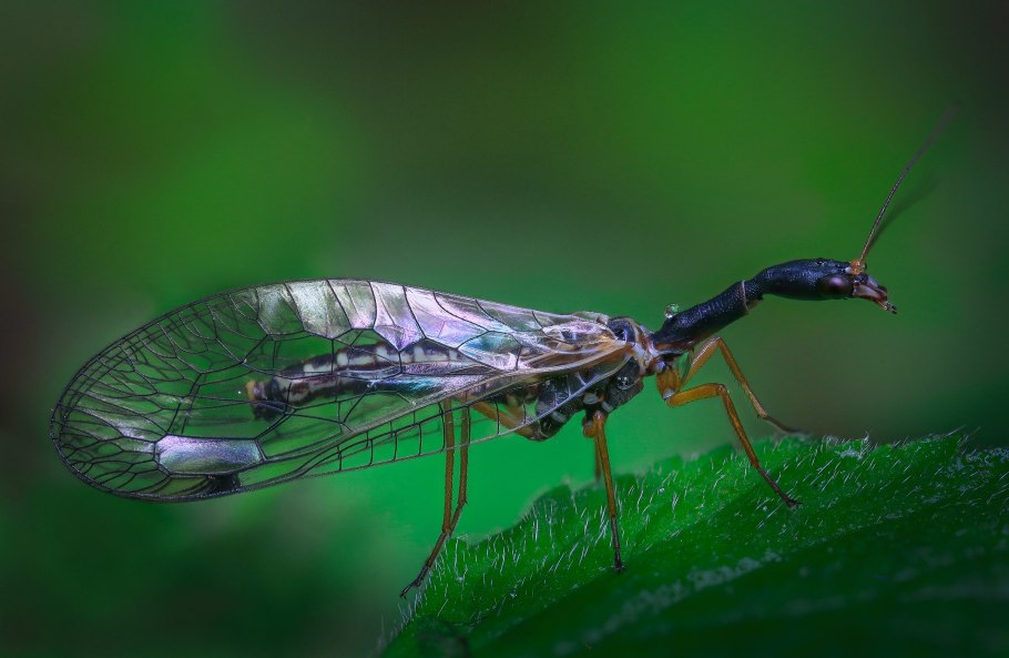 Верблюдка ксантостигма