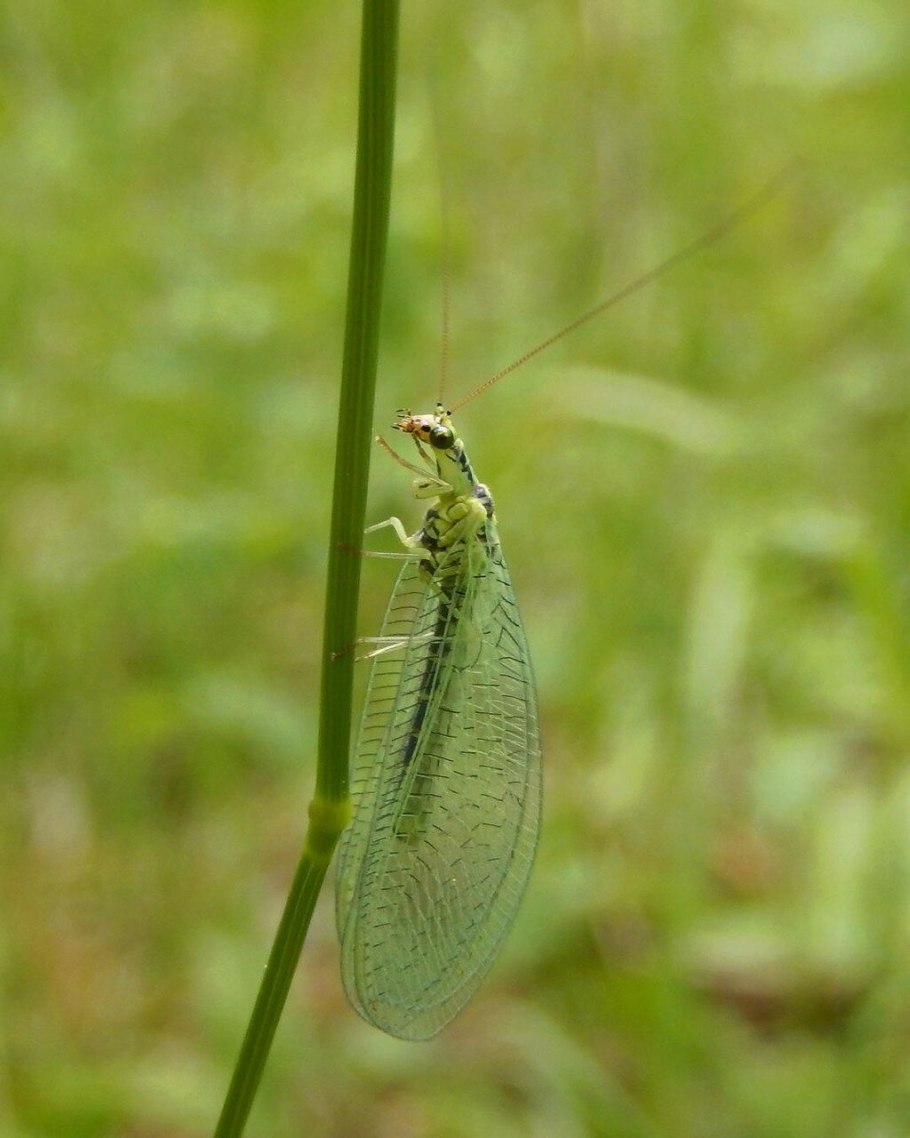 Raphidia xanthostigma
