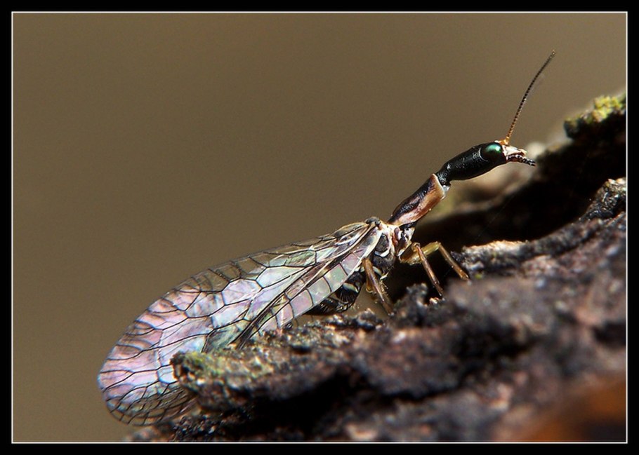 Оса орехотворка