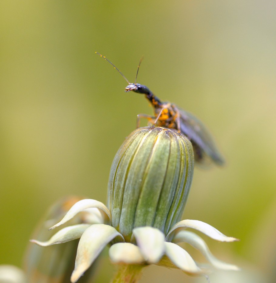 Жук златоглазка