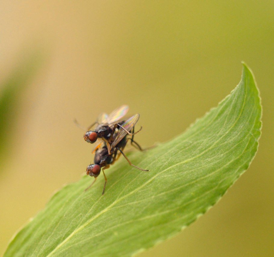 Насекомые муха