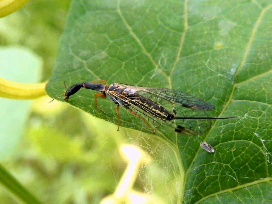 Neuroptera Фреал