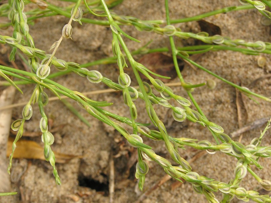 Верблюдка Маршалла