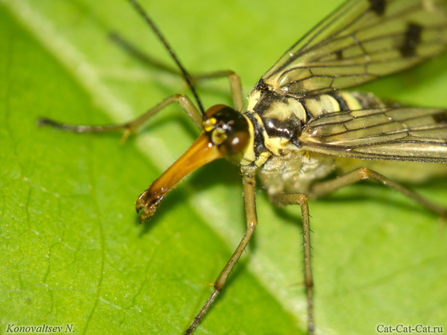 БУЛАВОУСЫЕ сетчатокрылые