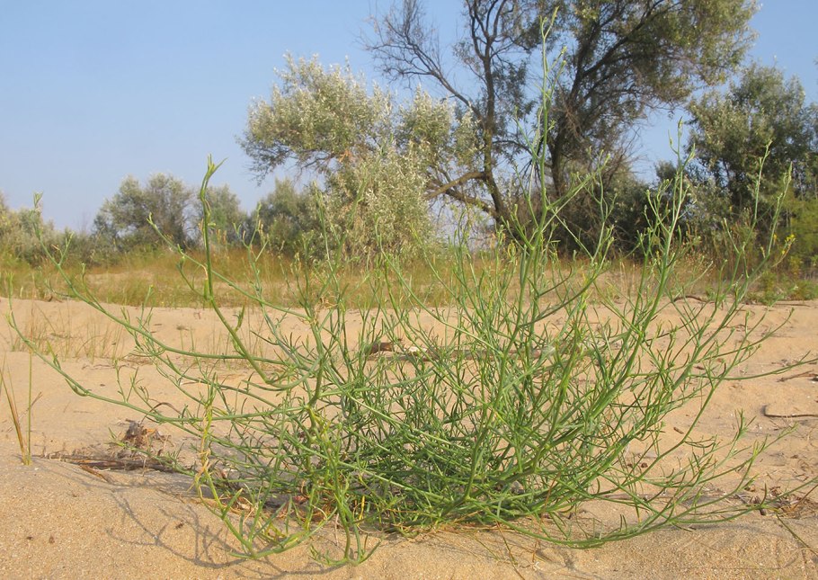 Скрипач насекомое фото