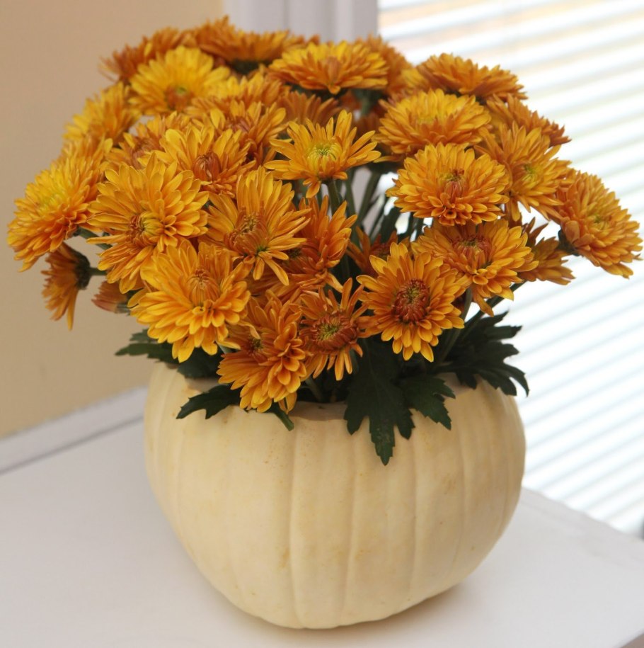 Хризантема грандеза d13 h30