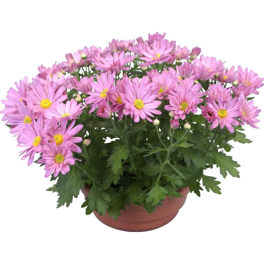 Хризантема Фортуна