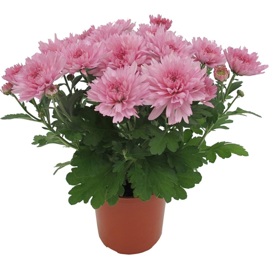 Хризантема куст Rossano