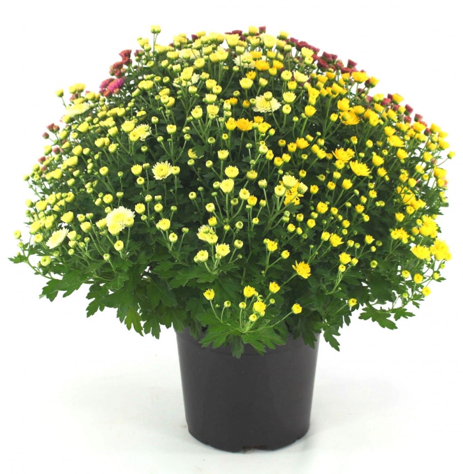 Болезни хризантем в горшке