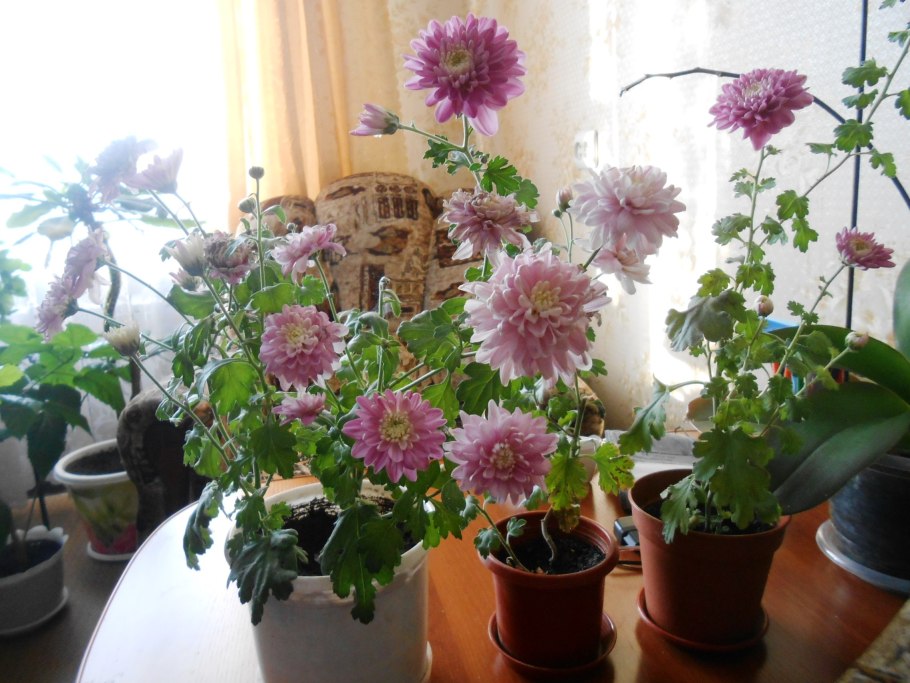 Хризантема комнатная аджани