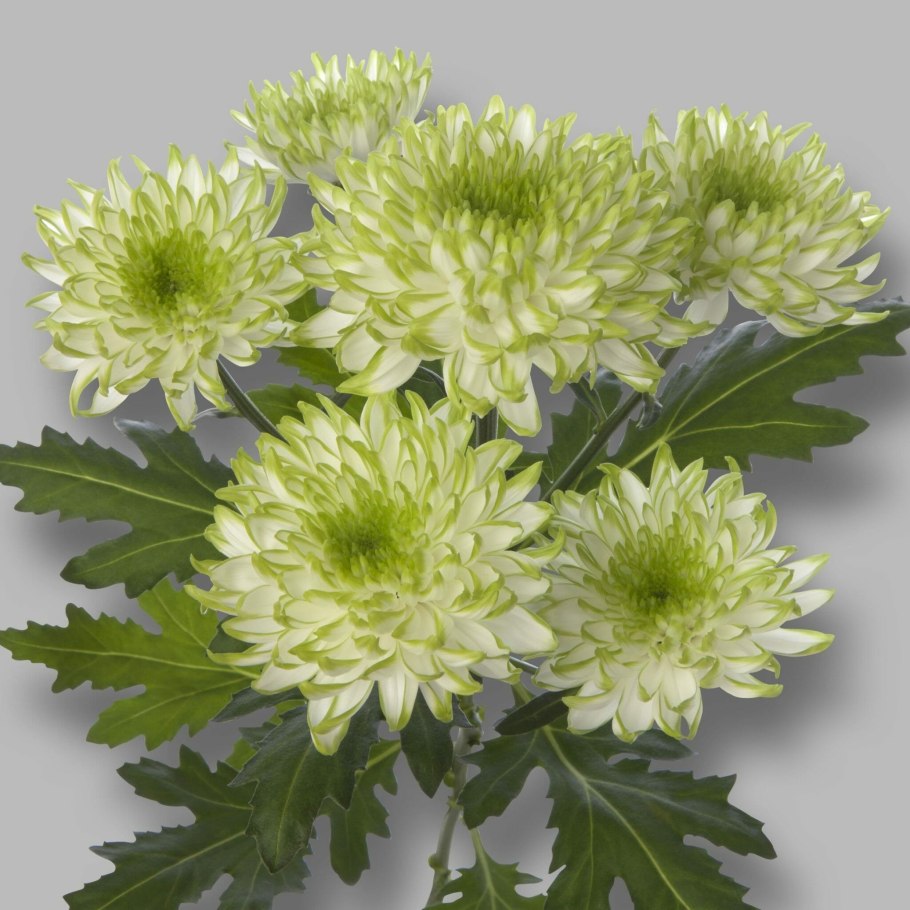 Хризантема горшечная микс d12