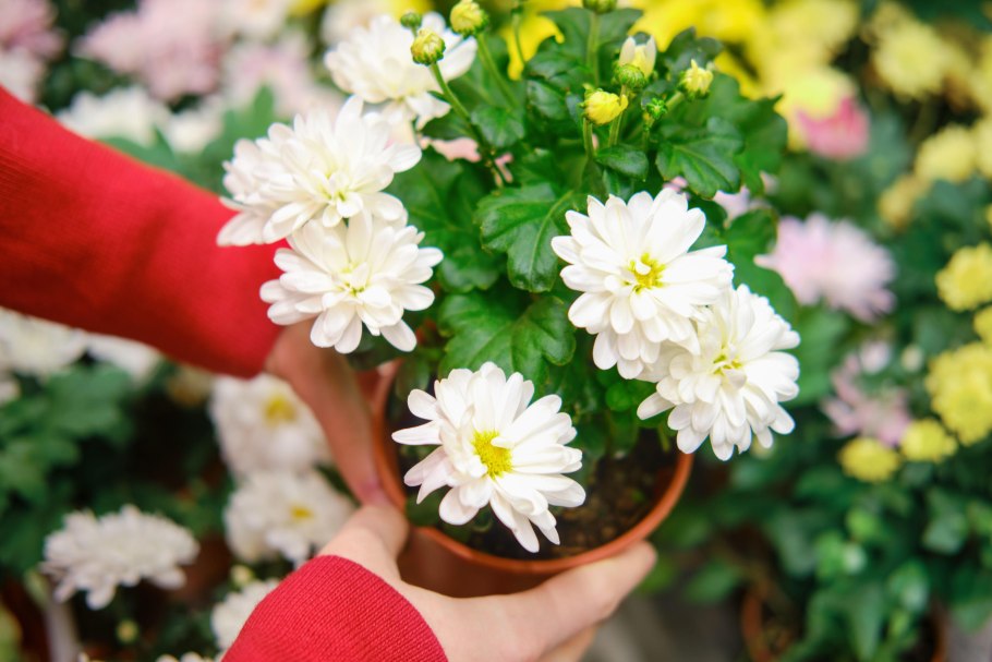 Хризантемы домашние в горшках