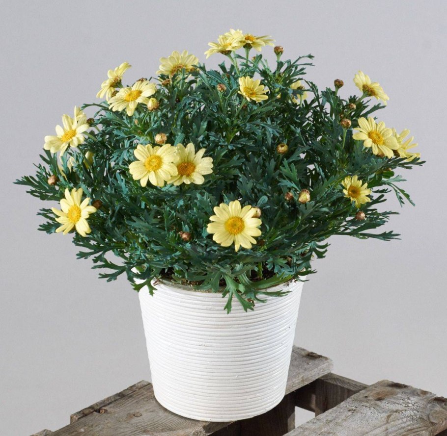 Аргирантемум кустарниковый хризантема