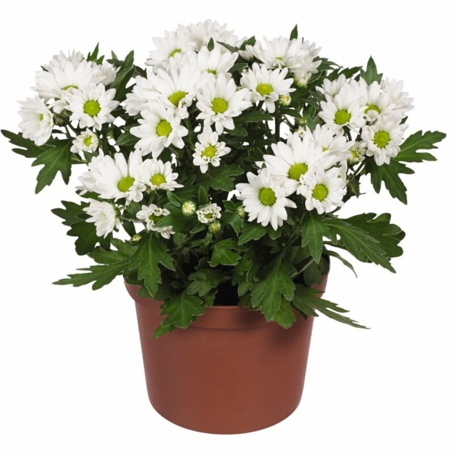 Хризантема комнатная Аджани