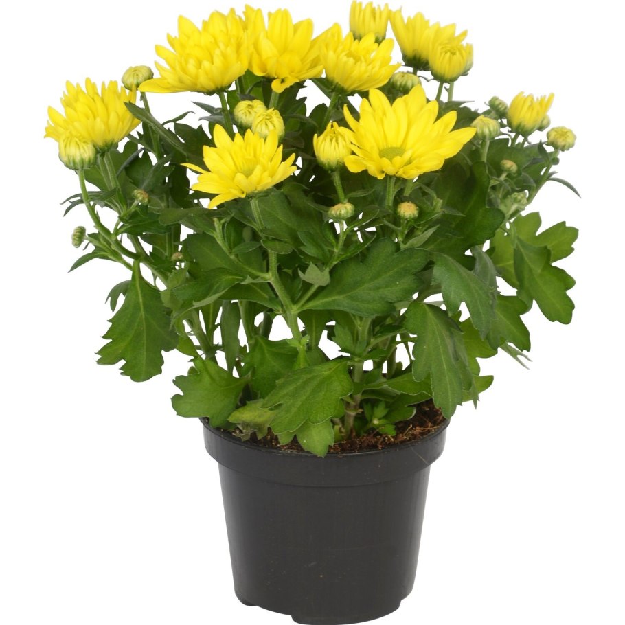 Хризантема горшечная Джаспер