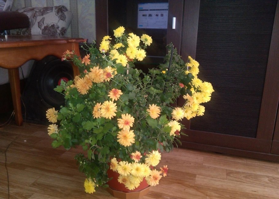 Хризантема мультифлора микс