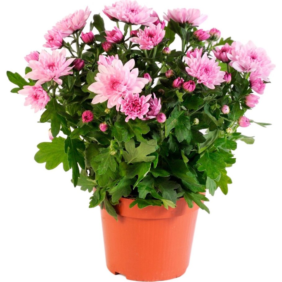 Хризантема мариэль