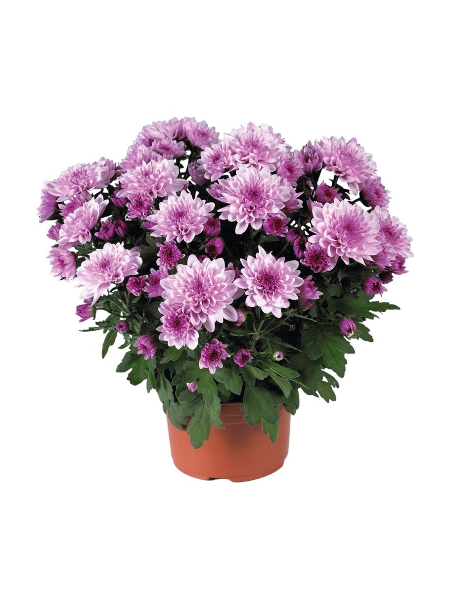 Хризантема мелкоцветковая комнатная