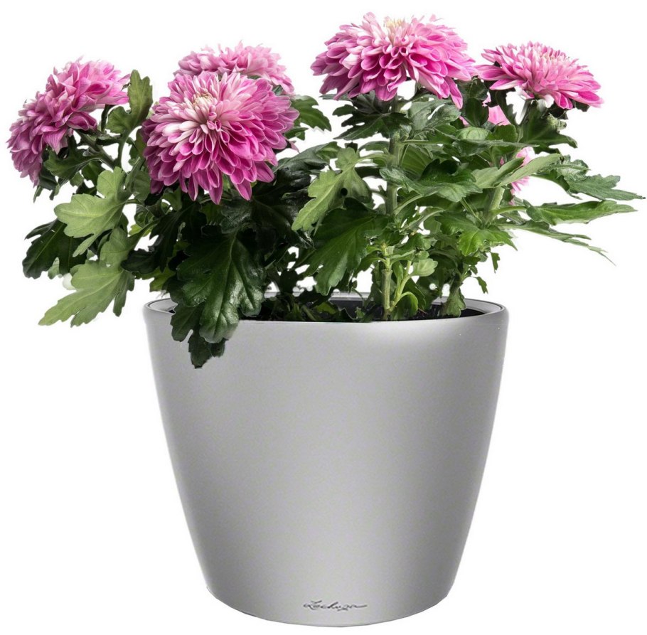 Хризантемы в горшках